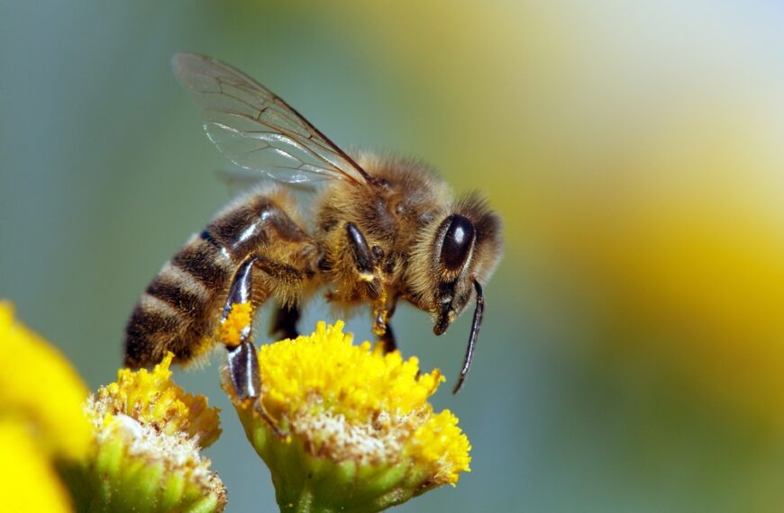 Honeybees Need Your Help!