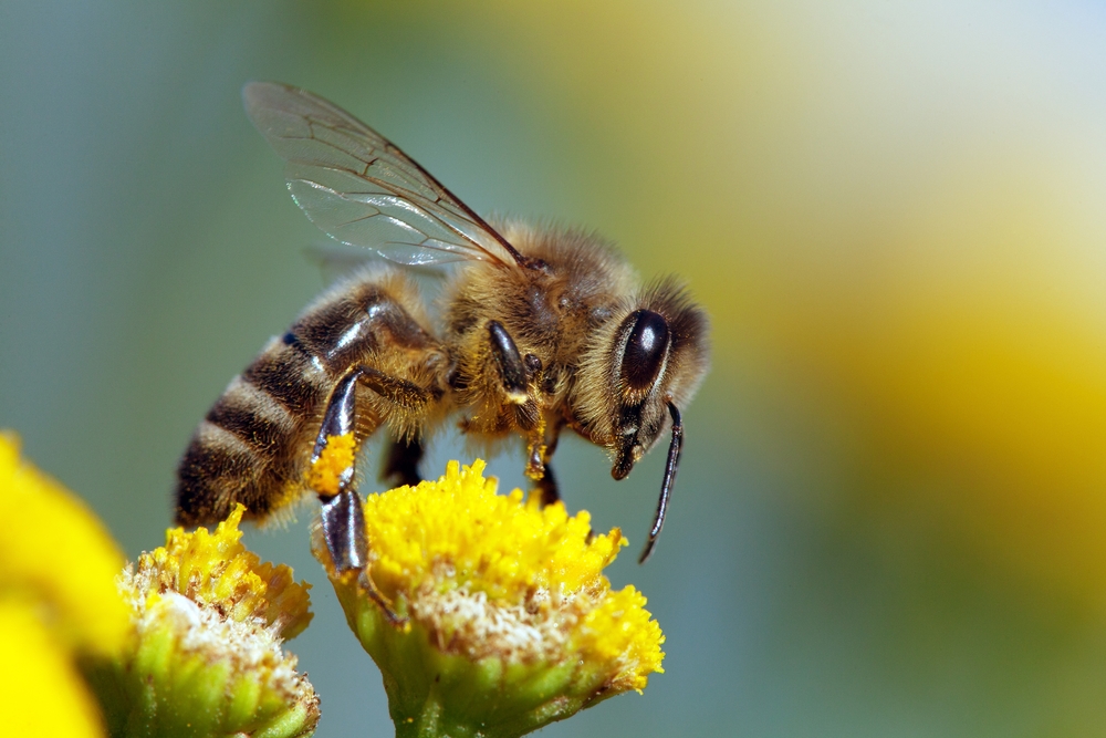 smart green tips, green tips, Honeybees Need Your Help!,, Environmental