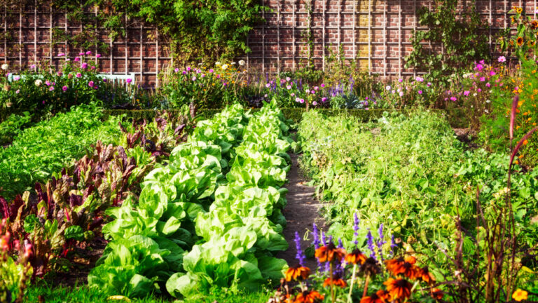 The Best Flowers & Vegetables to Plant Right Now