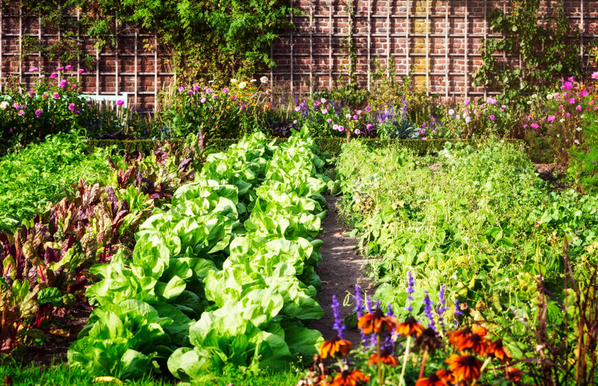 The Best Flowers & Vegetables to Plant Right Now