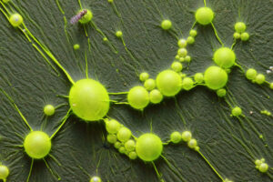 Harnessing Sunlight and Cyanobacteria: The Future of Sustainable Bioplastics