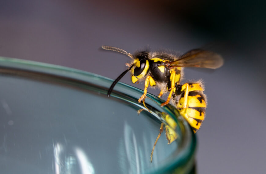 Bees and Wasps Show Similar Architectural Solutions